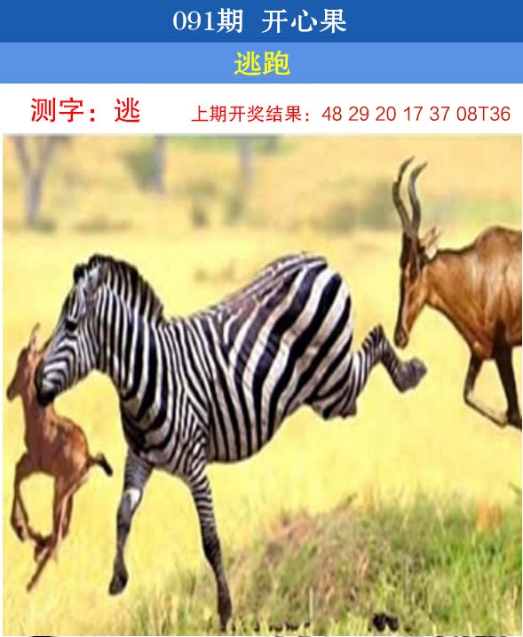 091期开心果[图]